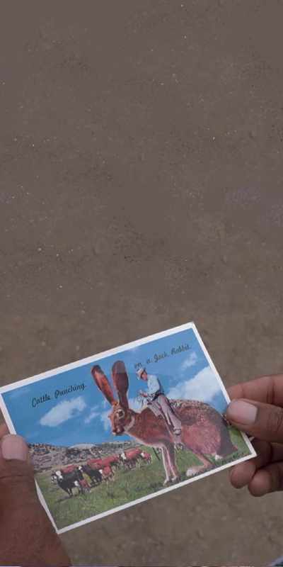 Rabbit Postcard Andy in Paradise